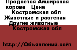 Продается Айширская корова › Цена ­ 120 000 - Костромская обл. Животные и растения » Другие животные   . Костромская обл.